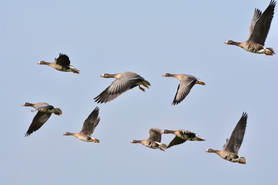 effarouchement oiseaux